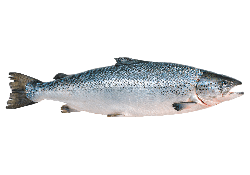 Zielfische:Lachs - Polarfang