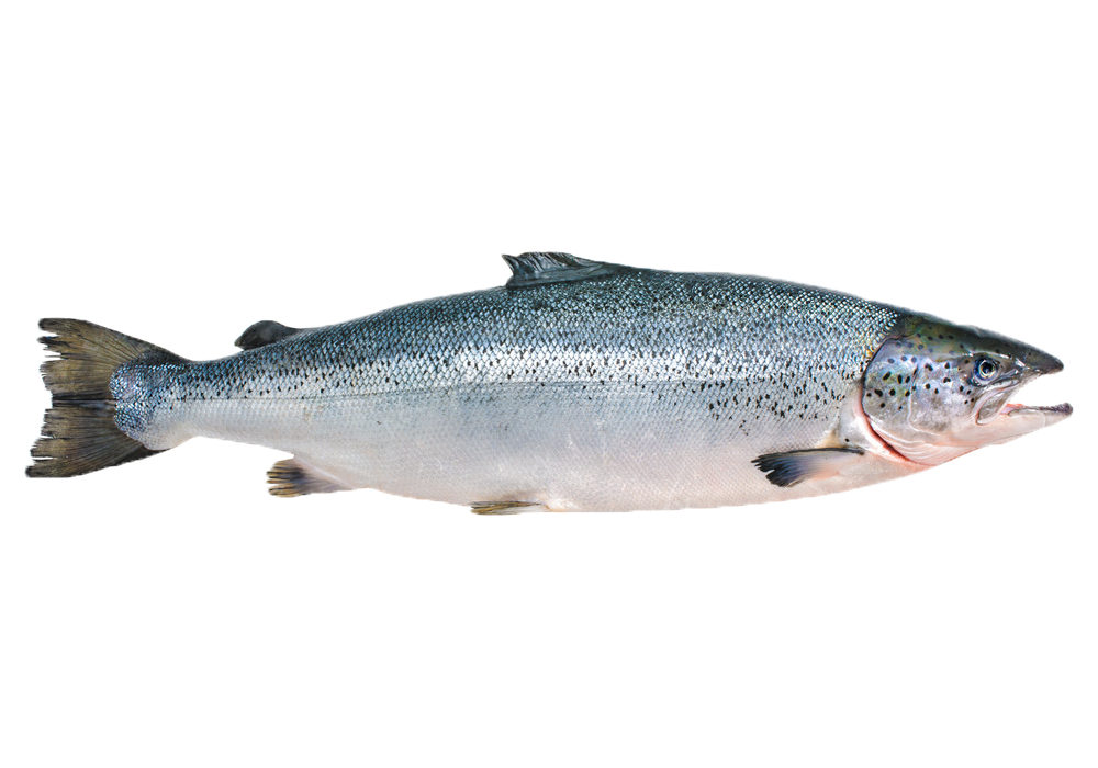 Zielfische:Lachs
