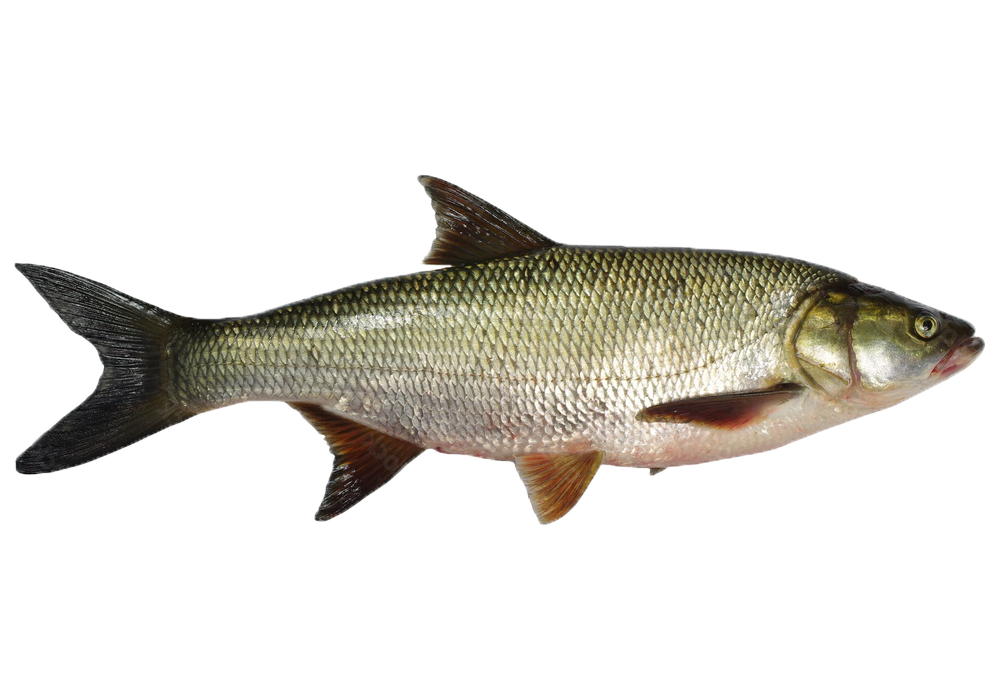 Zielfische:Rapfen
