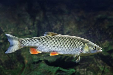 Angelarten:Raubfischangeln:Döbelangeln