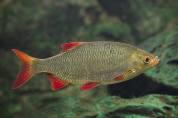 Angelarten:Friedfischangeln:Rotaugenangeln - Polarfang