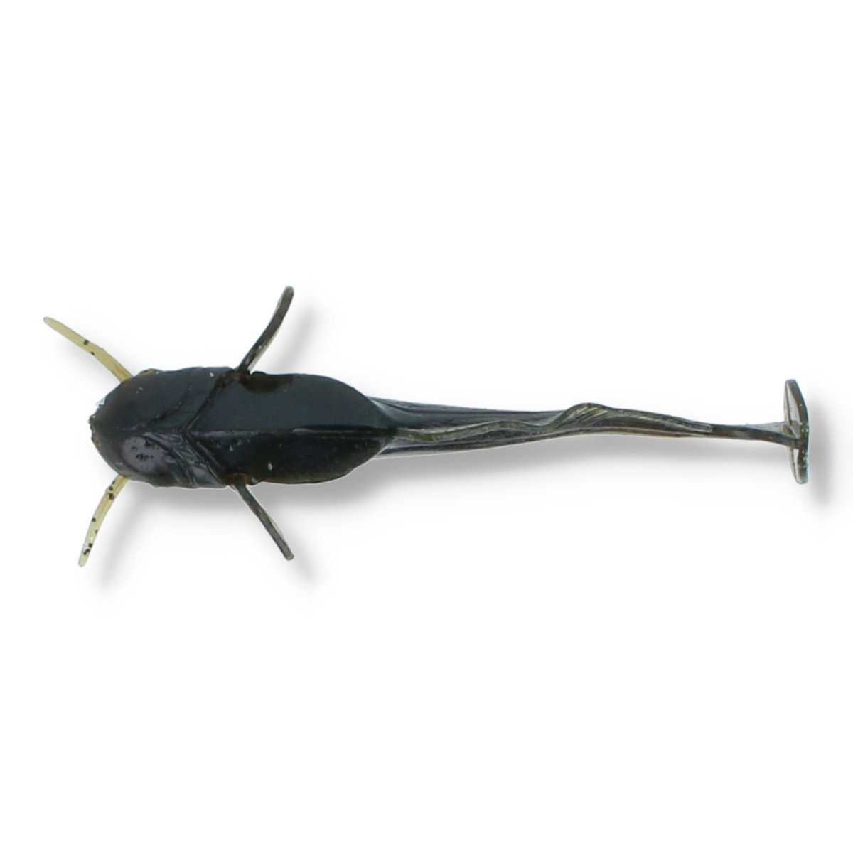 Fish Up Catfish 3" - Special Edition Watermelon Brown/Black - Kunstköder