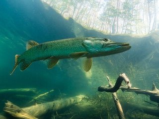 Angelarten:Raubfischangeln:Hechtangeln - Polarfang