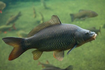 Angelarten:Friedfischangeln:Karpfenangeln - Polarfang