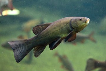 Angelarten:Friedfischangeln:Schleienangeln - Polarfang